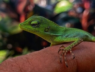 green chameleon on a finger