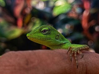 green chameleon on finger