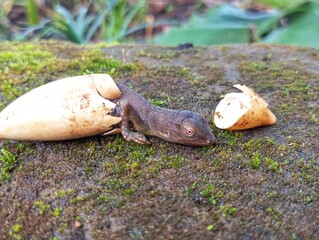 chameleon eggs hatch on the ground