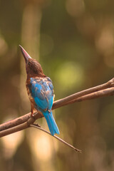kingfisher bird