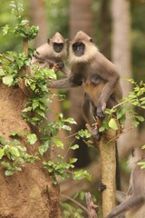 monkey hanuman langur