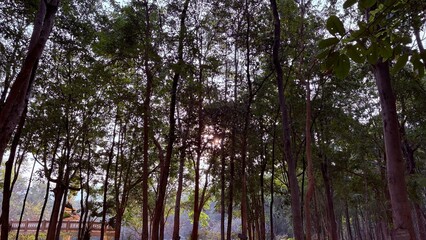 Fototapeta premium Forest and sunshine in the morning.