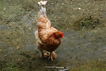 Beautiful colorful hen standing in an aviary.
