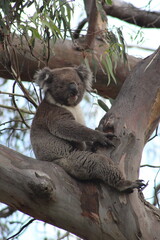 koala in tree