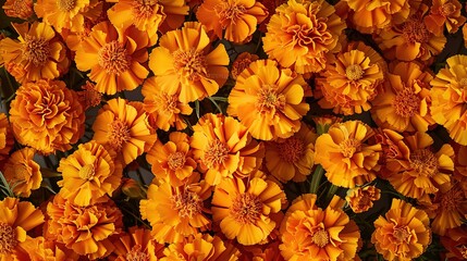 Fototapeta premium marigold seamless pattern wallpaper