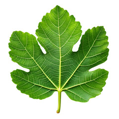 Fig leaf isolated on transparent background