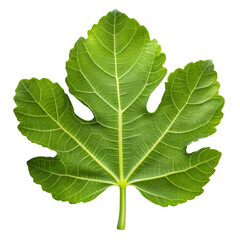 Fig leaf isolated on transparent background