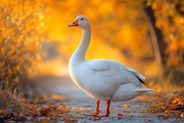 Obraz premium A majestic white goose graces an autumnal path, bathed in the warm glow of the golden hour.