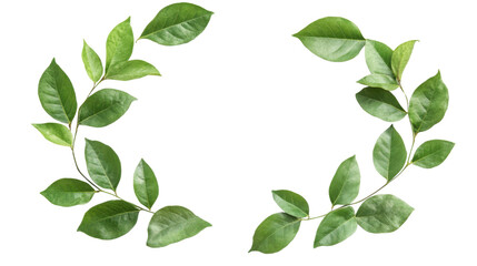 Fototapeta premium Green leaves frame isolated on white background 