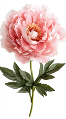 pink peony on white vertical background top view