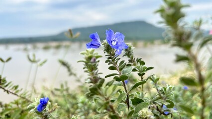 flower, nature, plant, spring, purple, garden, flora, blossom, wildflower, view