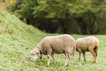 Sheep grazing on green meadow in asturias, spain