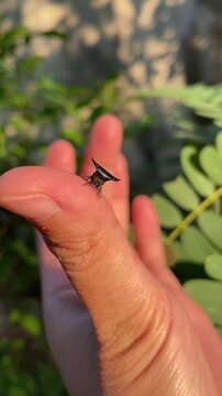 Close up strange treehopper on hand.