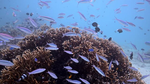Scuba diving with coral reef fish schooling above healthy coral reef in the south Pacific	