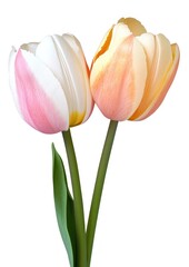 Two tulips flower elegance blossom.