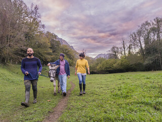 Veterinarians walking a donkey in a green meadow in asturias, spain