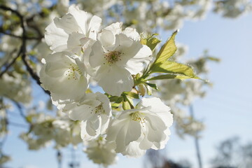 Delicate and beautiful Shirotae Cherry, Mount Fuji Cherry, blossom with white double layer flowers against blue sky background. Sakura blossom. Japanese cherry blossom.