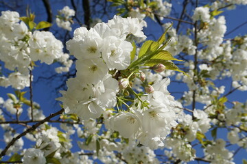 Delicate and beautiful Shirotae Cherry, Mount Fuji Cherry, blossom with white double layer flowers against blue sky background. Sakura blossom. Japanese cherry blossom.