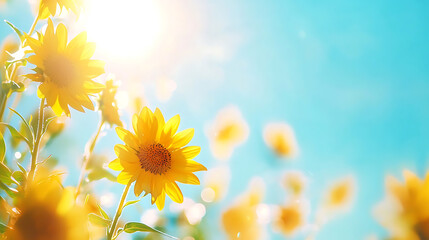 Obraz premium Vibrant sunflowers bloom under bright blue sky, radiating joy and warmth