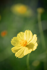 Cosmos sulphureus is a species of flowering plant in the sunflower family Asteraceae, also known as sulfur cosmos and yellow cosmos.