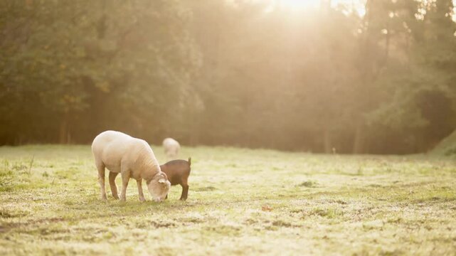 Sheep and goat interacting in morning sunlight at farm sanctuary