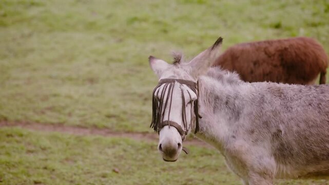 Donkey wearing a grazing muzzle in a green field