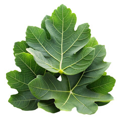 Fototapeta premium Stack of fig leaves isolated on transparent background