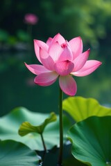 Pink lotus flowers swaying gently in a warm breeze beside calm pond waters, lotus flower, aquatic