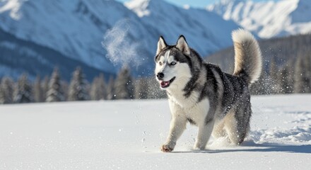 Naklejka premium Siberian Husky Running Through Snowy Tundra, Winter, Snow With Mountains in the Background 