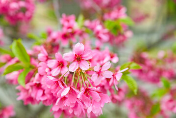 Princess Miyabi Sakura cherry blossoms in full bloom, Garyu Park, Japan's Top 100 Cherry Blossom Spots, Suzaka City, Nagano Prefecture, Japan