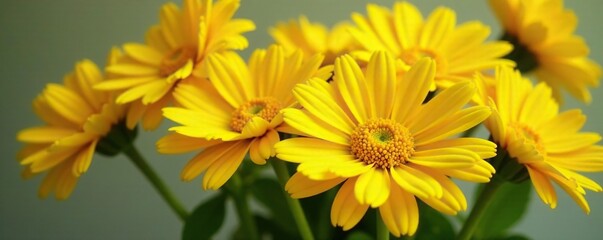 Fototapeta premium A bouquet of fresh bright yellow calendula flowers, nature, bouquet