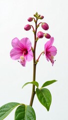 Fototapeta premium Akebia quinata flowers and buds against white background, spring, blooms, akebia