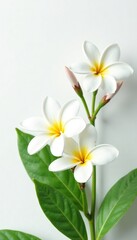 Fototapeta premium Delicate white plumeria flowers against crisp white background, greenery, simplicity