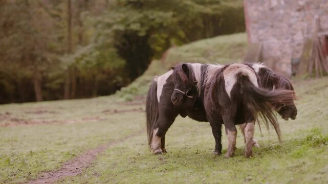Shetland ponies grazing in green meadow at animal sanctuary