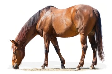 Obraz premium Mongolian horse stallion animal mammal.