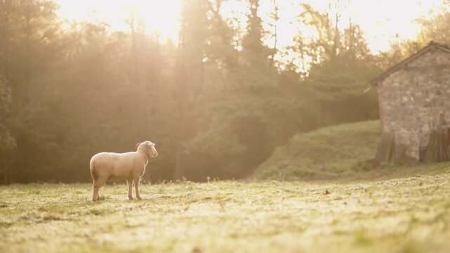 Sheep grazing in golden hour light at animal sanctuary