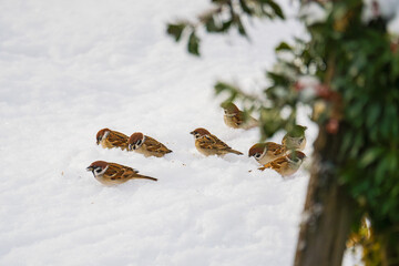 雪原の餌場に集まるスズメの集団