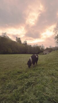 Poni shetland grazing in a green meadow at sunset in galicia