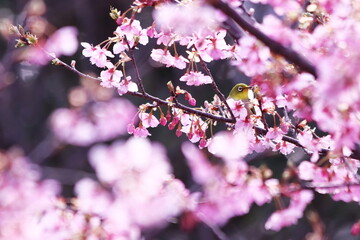 河津桜と可愛いメジロ