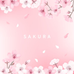 Fototapeta premium 桜の背景_スクエアピンク