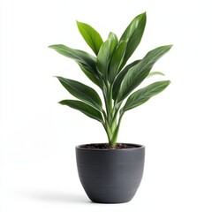 Cast iron plant houseplant leaves leaf.