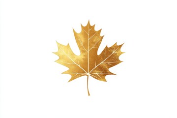 Fototapeta premium Golden maple leaf isolated on white background.
