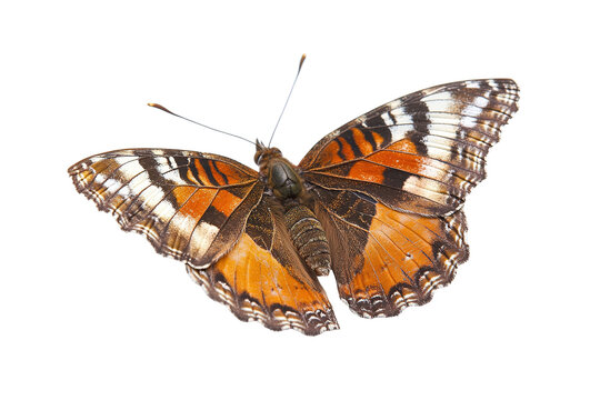 A large orange and black butterfly with a white spot on its wing , isolated on white background