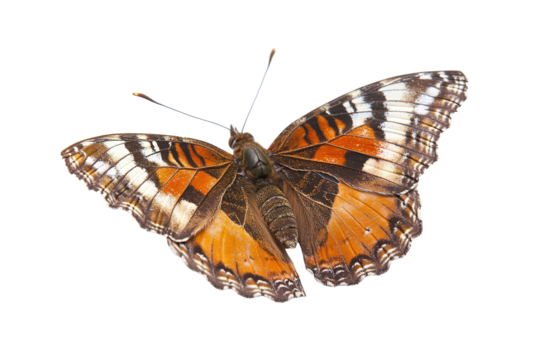A large orange and black butterfly with a white spot on its wing , isolated on white background - Powered by Adobe