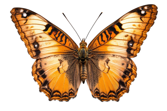 A large orange and black butterfly with a white spot on its wing , isolated on white background - Powered by Adobe