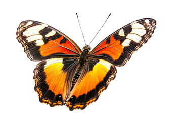 Obraz premium A large orange and black butterfly with a white spot on its wing , isolated on white background