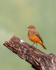 Black redstart or Phoenicurus ochruros at keoladeo national park bharatpur bird sanctuary rajasthan india. beautiful bird closeup or portrait with natural green background in winter season migration
