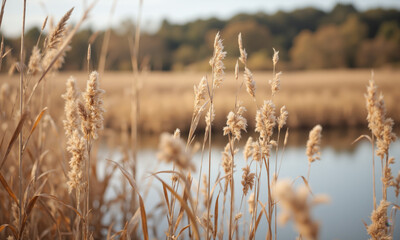 Fototapeta premium A marshland with mocha mousse-colored reeds swaying in the wind, their smooth textures catching the sunlight. The tranquil scene evokes