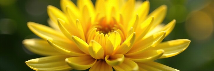 Fototapeta premium Delicate petals of yellow chrysanthemum unfolding, , petals, chrysanthemum