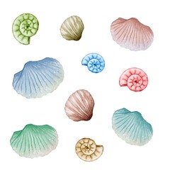Colorful seashells arranged in various shapes and sizes on a white background